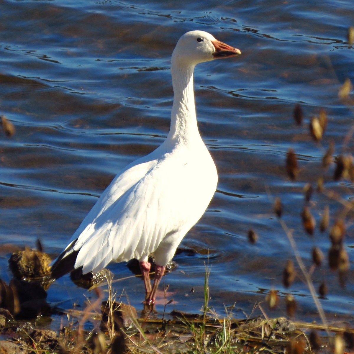 Snow Goose - Annika Lindqvist