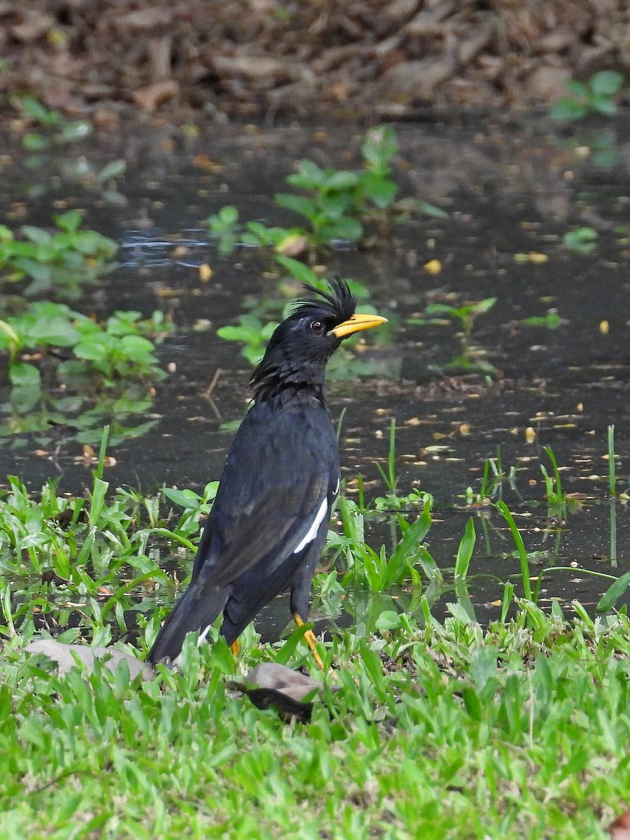 Great Myna - Kamil Cihak