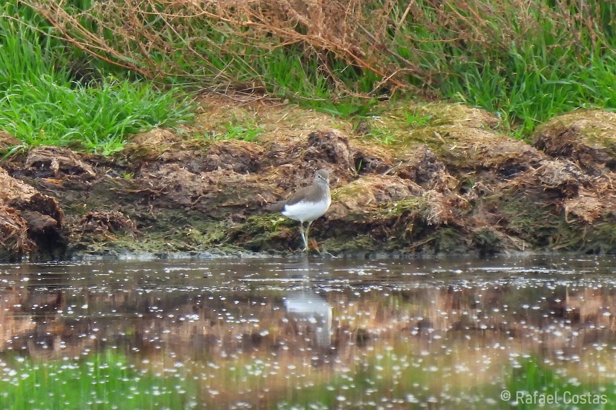 Green Sandpiper - ML612157340