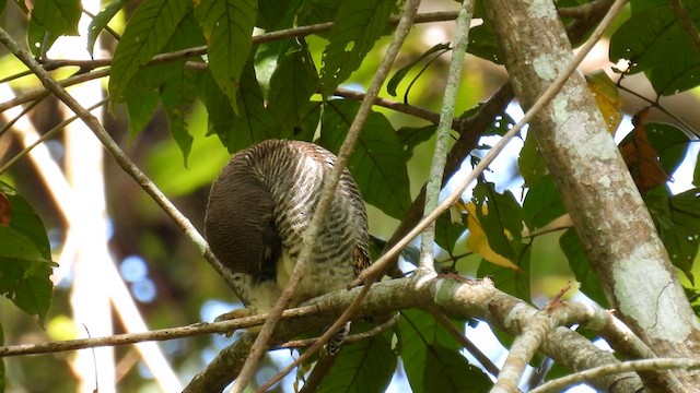 Jungle Owlet - ML612157401