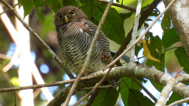 Jungle Owlet - ML612157406