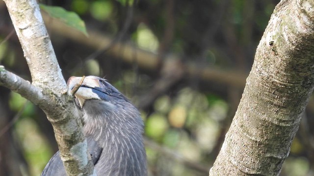 Malabar Gray Hornbill - ML612157416