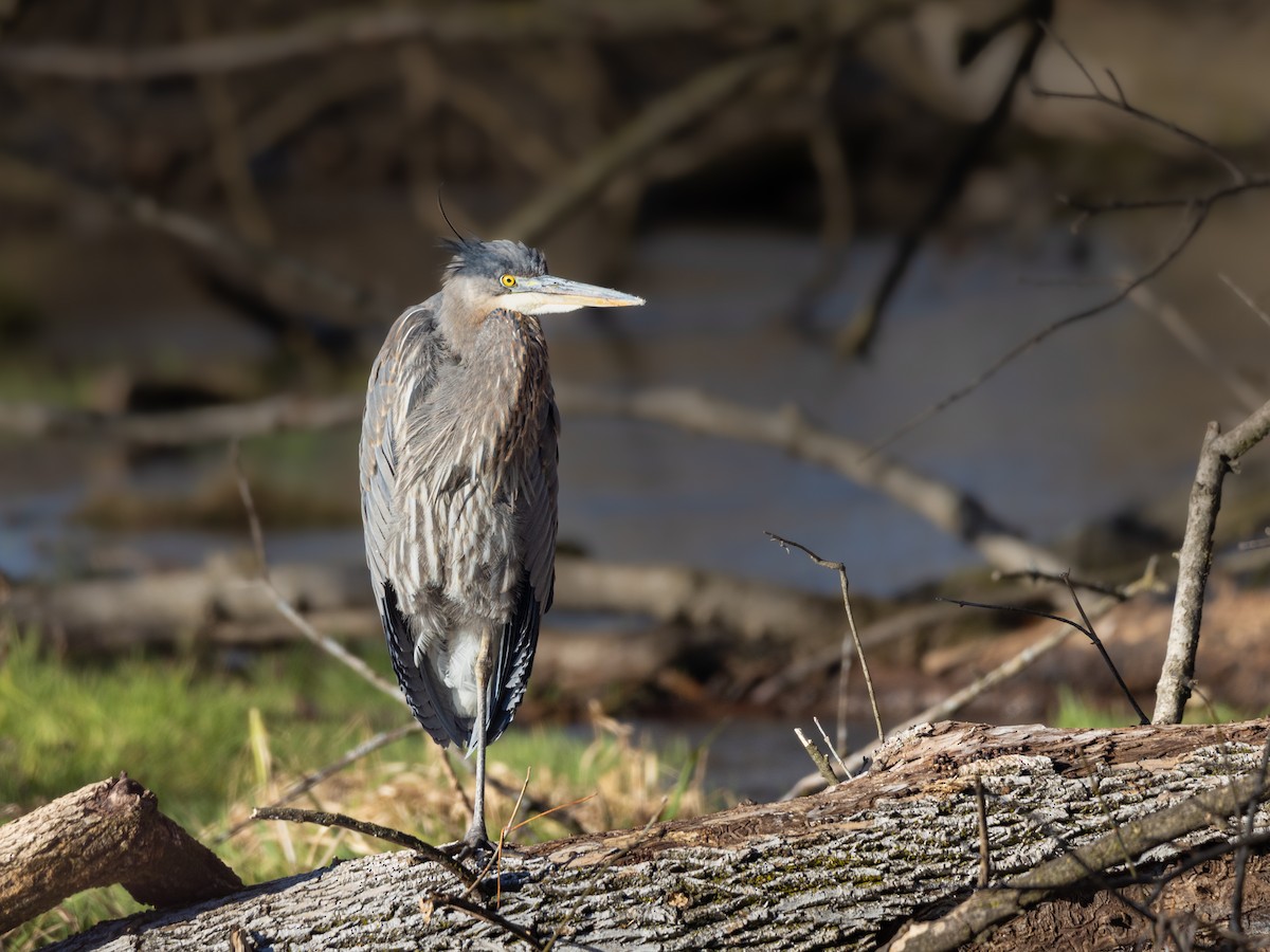 Great Blue Heron - ML612157423