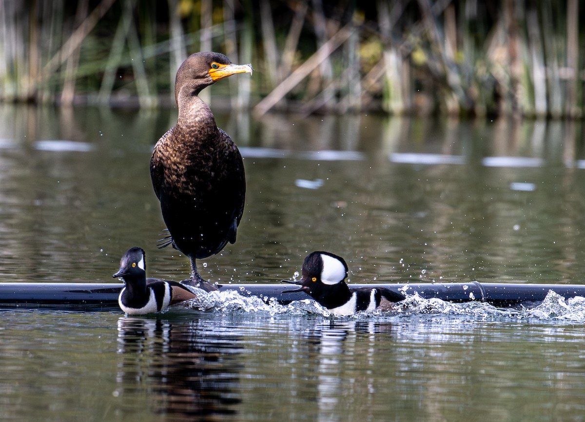 Double-crested Cormorant - ML612157476