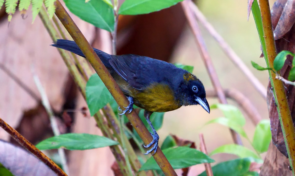 Dusky-faced Tanager - Josep del Hoyo