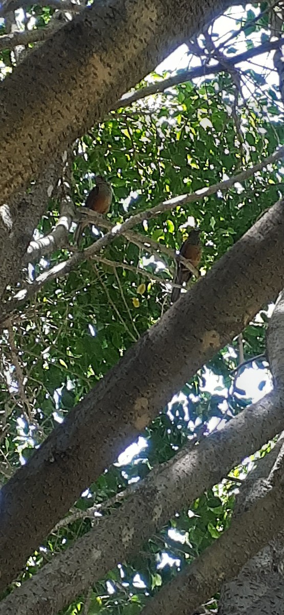 Rufous-bellied Thrush - ML612157539