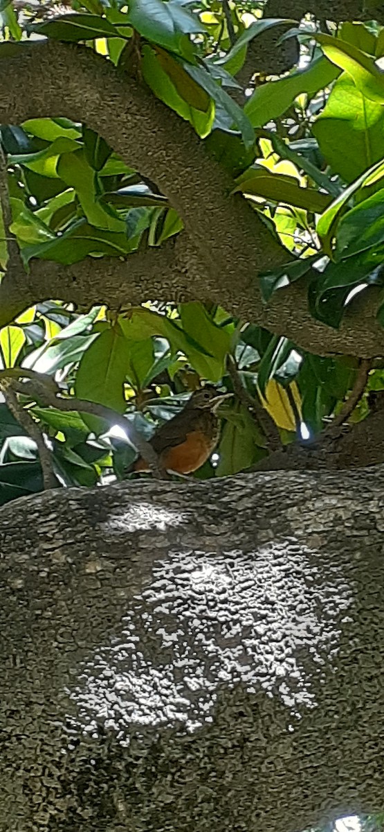 Rufous-bellied Thrush - ML612157541