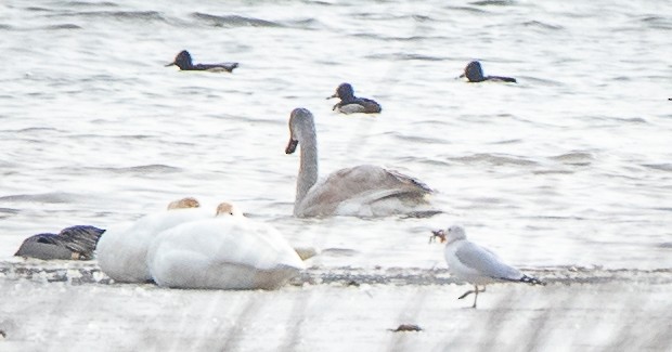 Ring-billed Gull - ML612157615