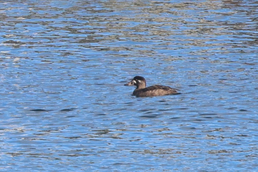 Surf Scoter - ML612157629