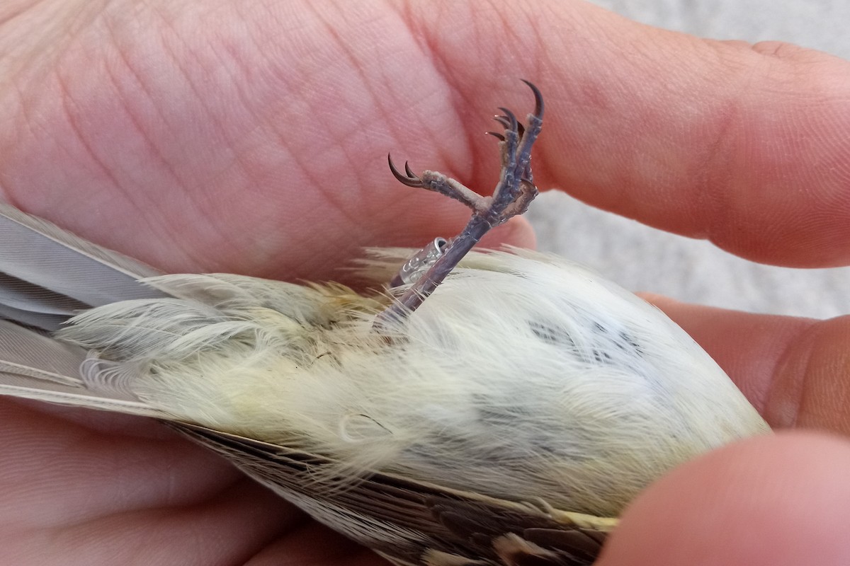 Acadian Flycatcher - ML612157888