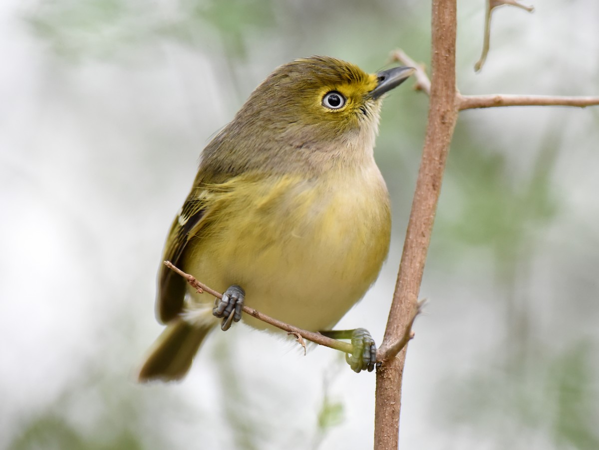 White-eyed Vireo - ML612157924