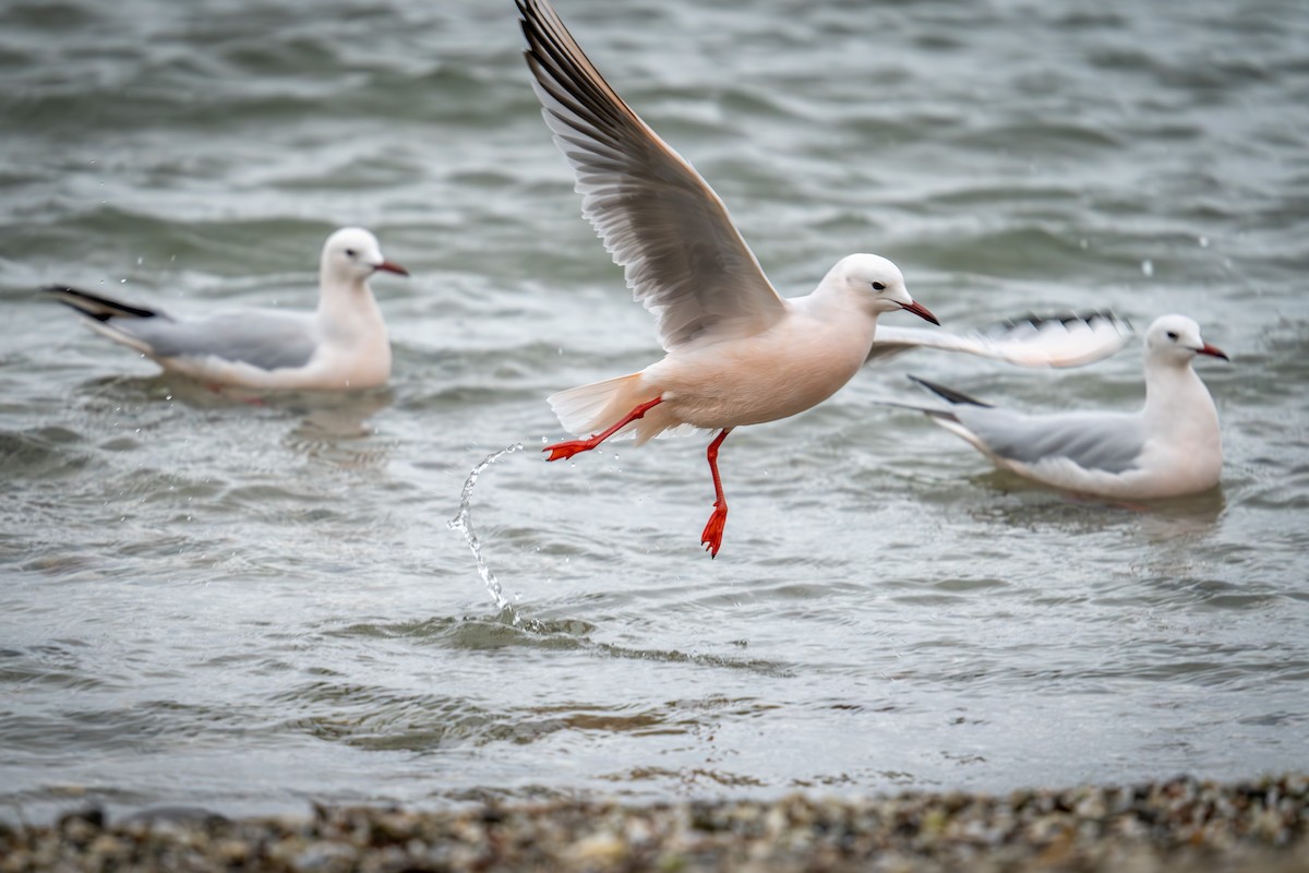 Slender-billed Gull - ML612157934