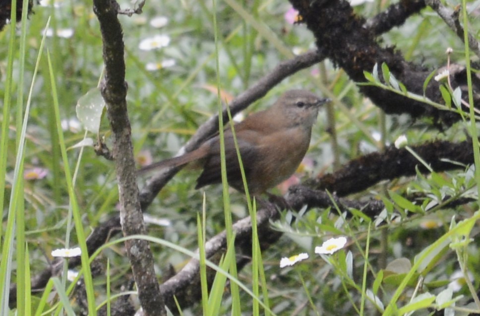 Cinnamon Bracken-Warbler - ML612158010