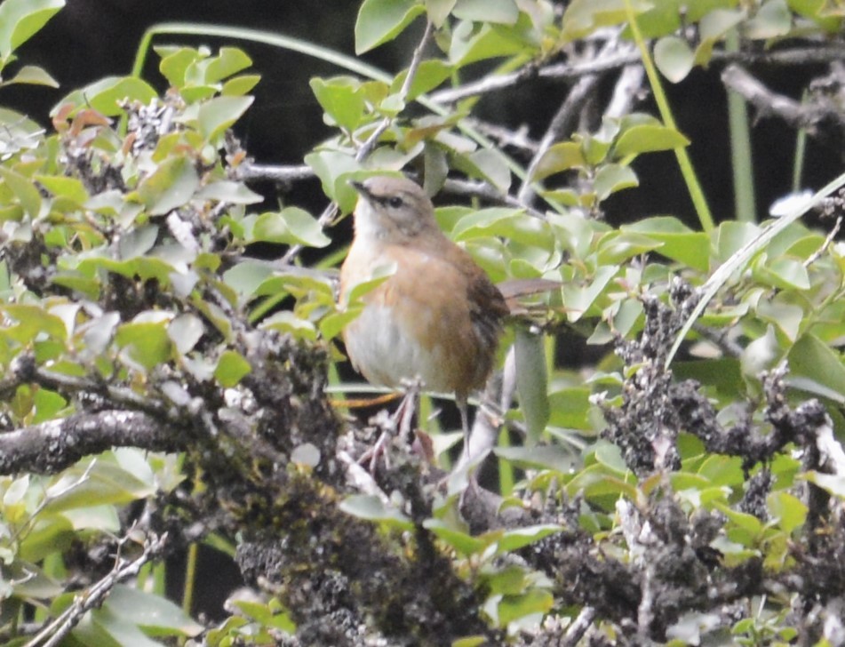 Cinnamon Bracken-Warbler - ML612158011