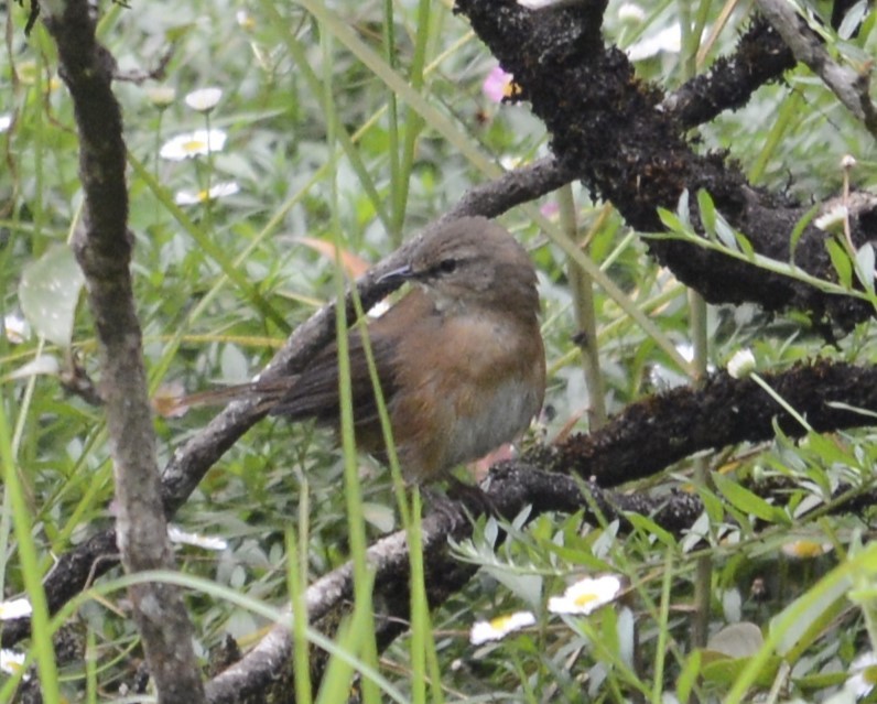 Cinnamon Bracken-Warbler - ML612158013