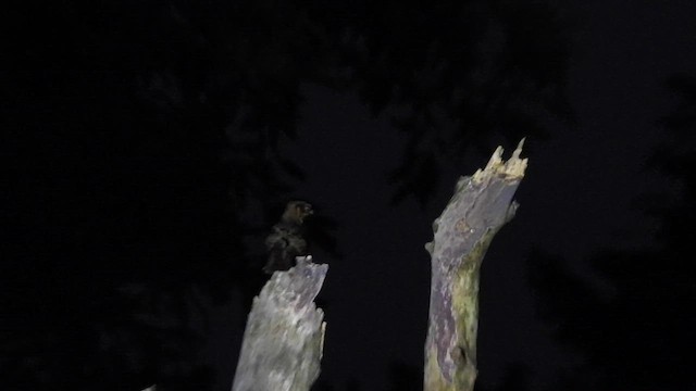 Jerdon's Nightjar - ML612158073