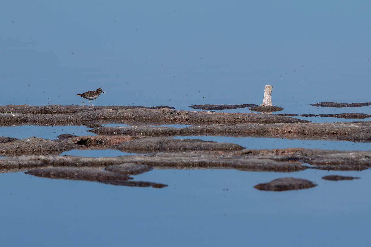 Least Sandpiper - ML612158077