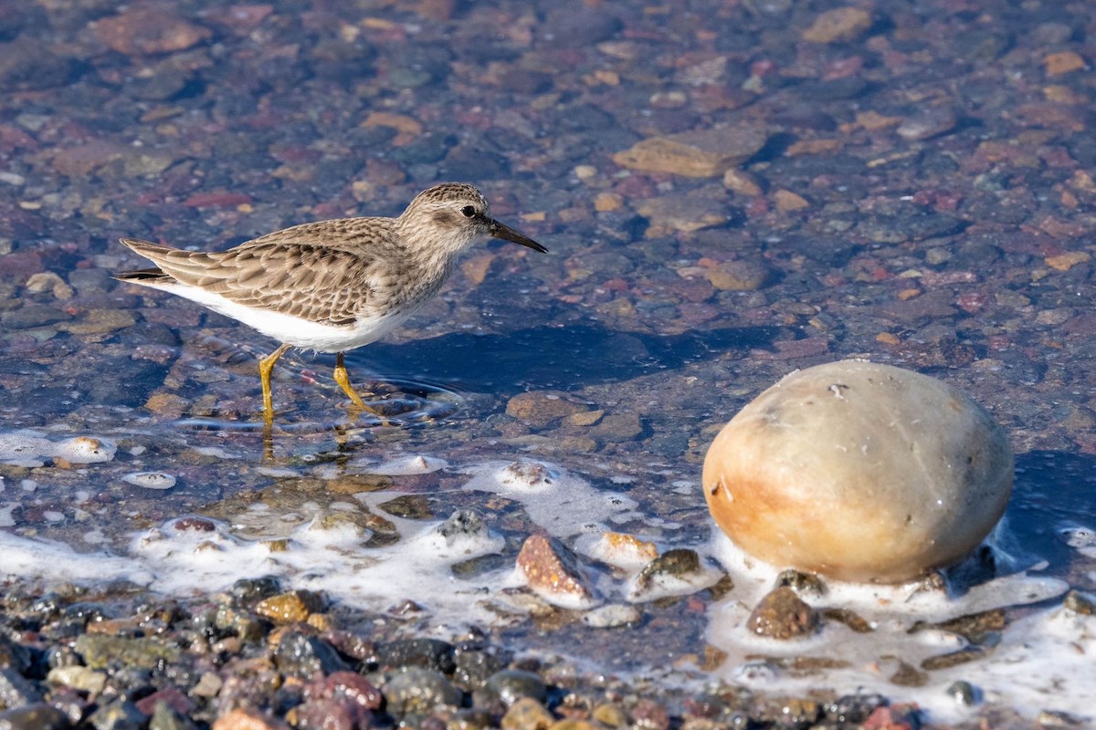 Least Sandpiper - ML612158078