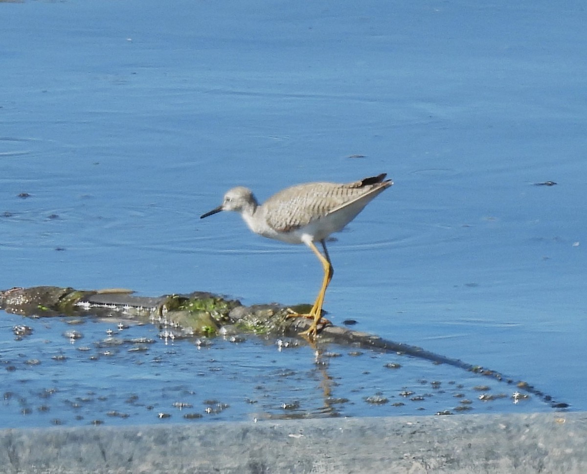 Lesser Yellowlegs - ML612158082