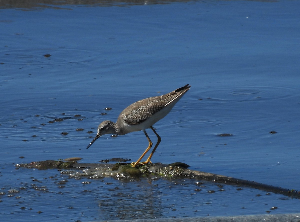 Lesser Yellowlegs - ML612158083