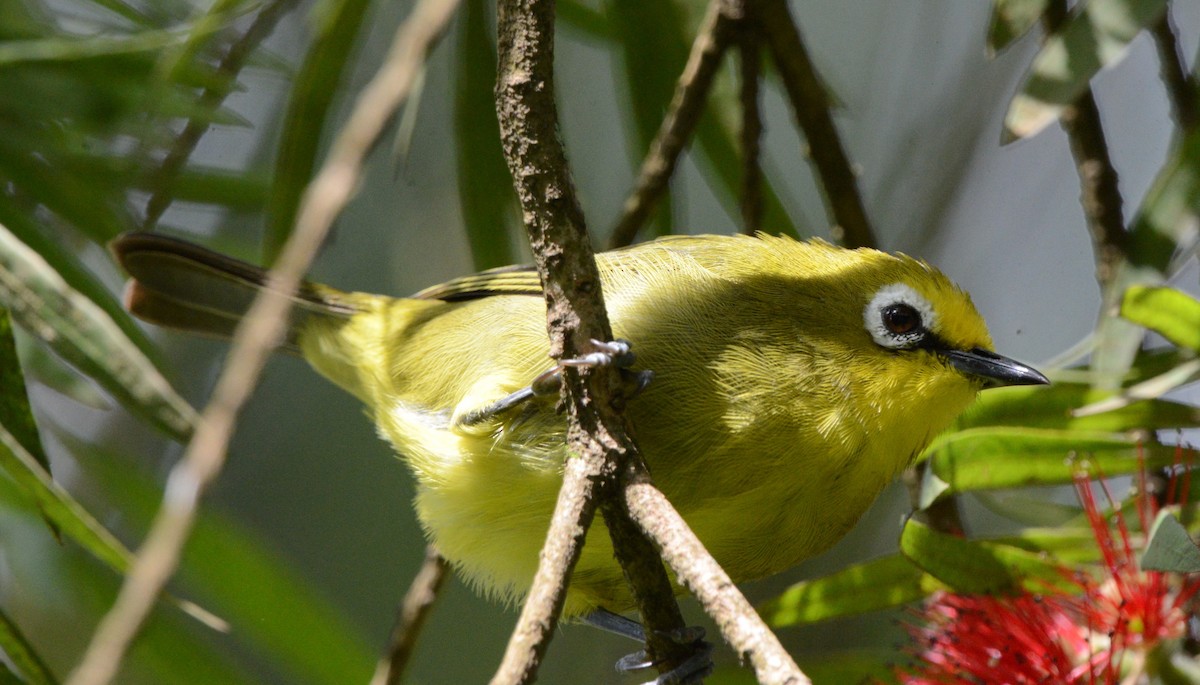 Kikuyu White-eye - ML612158089