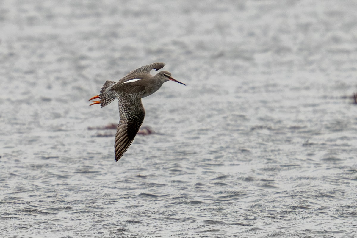 Spotted Redshank - Levent Uysal
