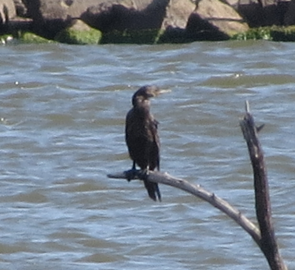 Cormorán Biguá - ML61215811