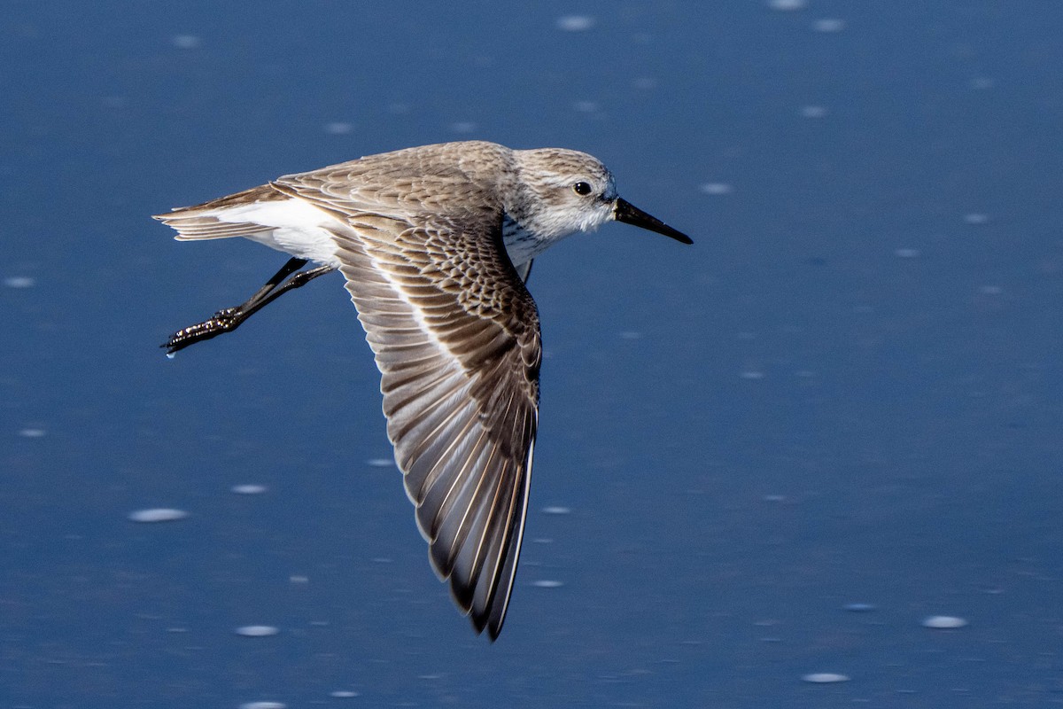 Western Sandpiper - ML612158117