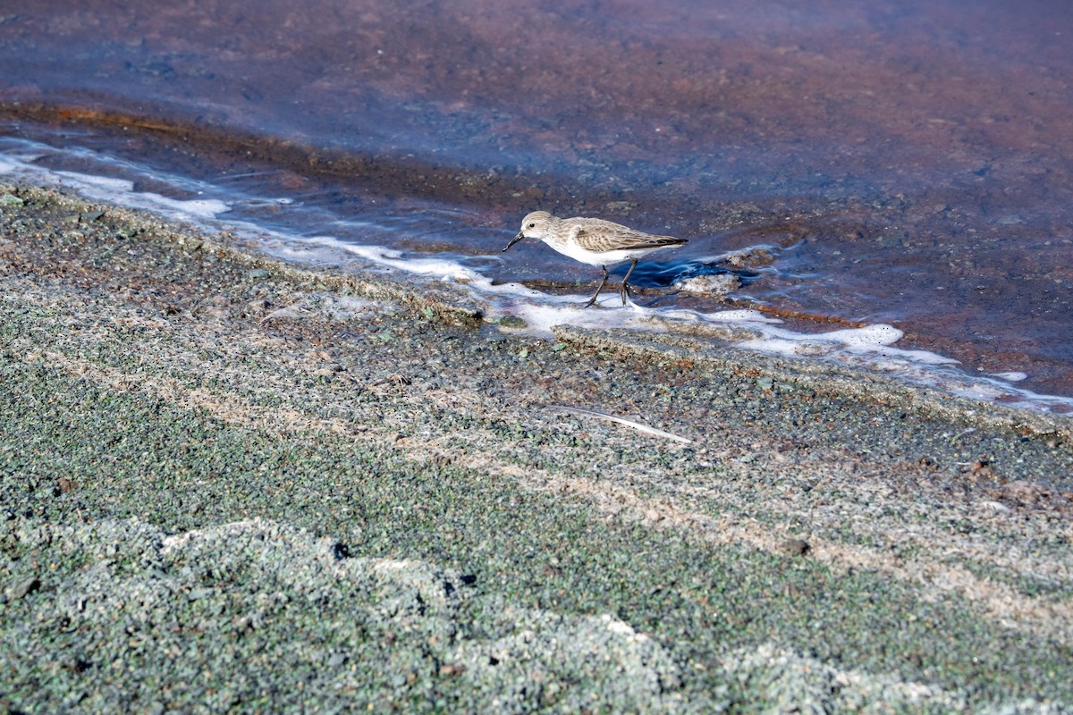 Bergstrandläufer - ML612158118