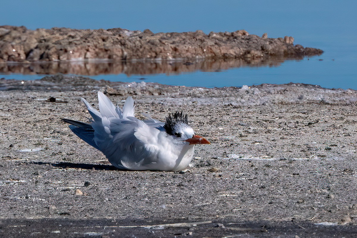 Royal Tern - ML612158127