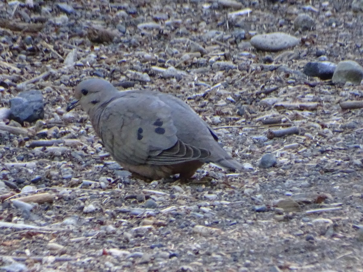 Eared Dove - Valeria Buvinić