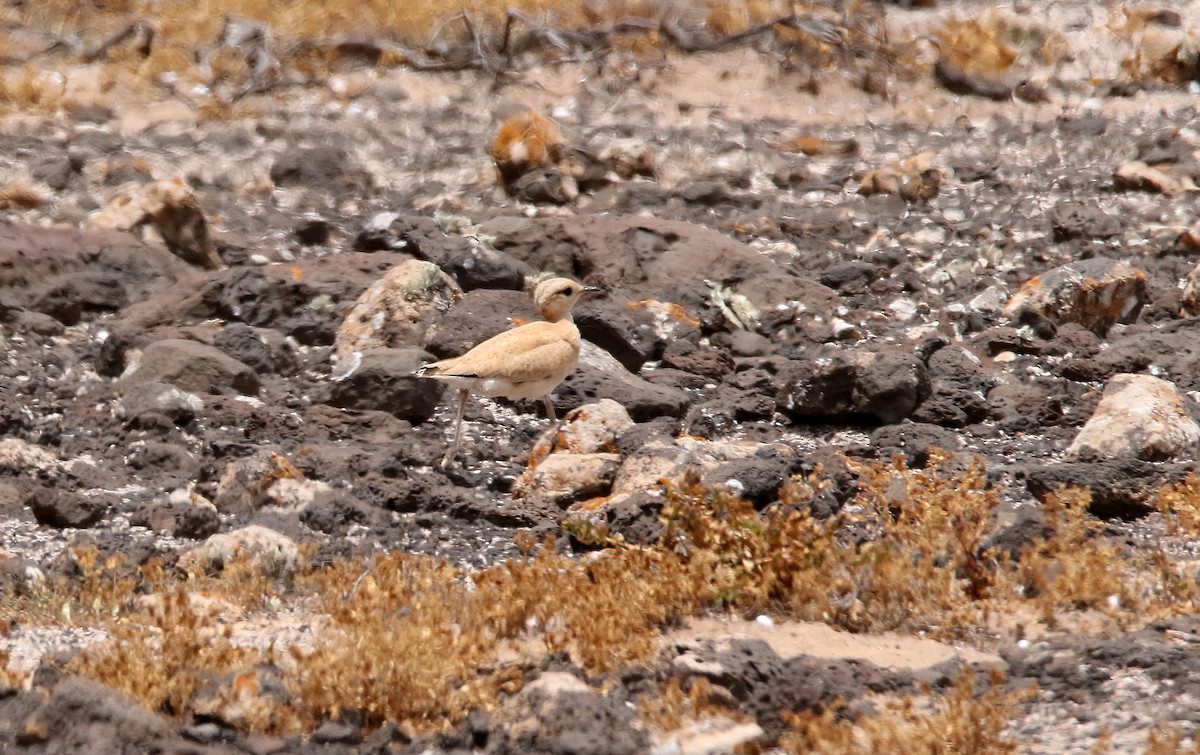 Cream-colored Courser - ML612158144