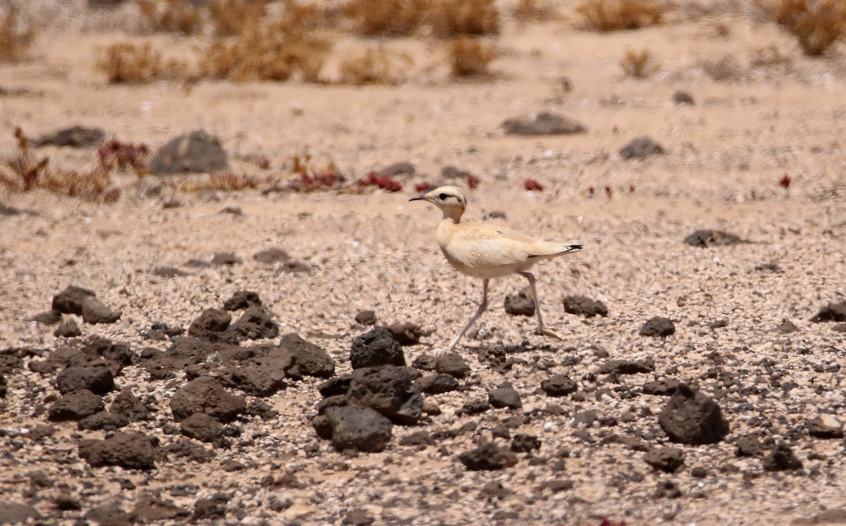 Cream-colored Courser - ML612158145