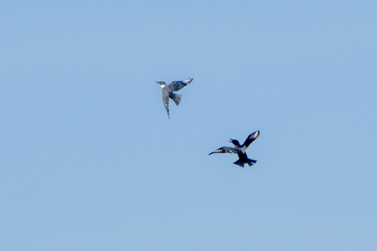 Belted Kingfisher - ML612158148