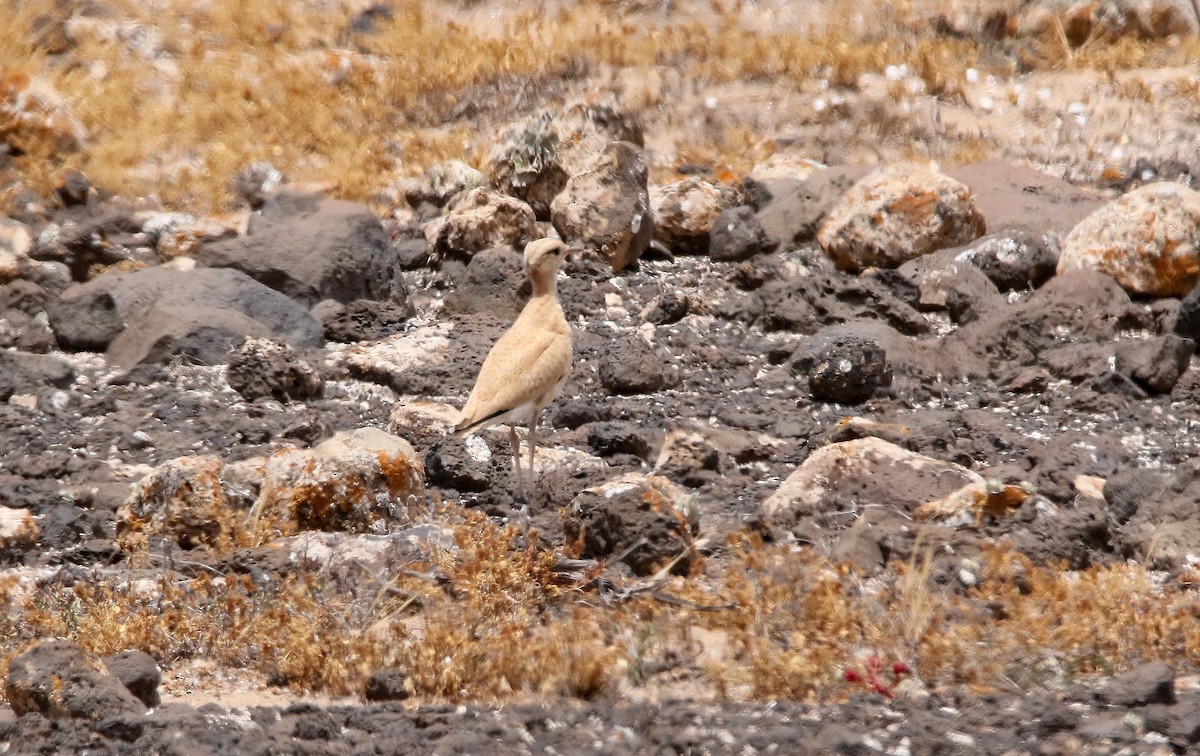 Cream-colored Courser - ML612158151