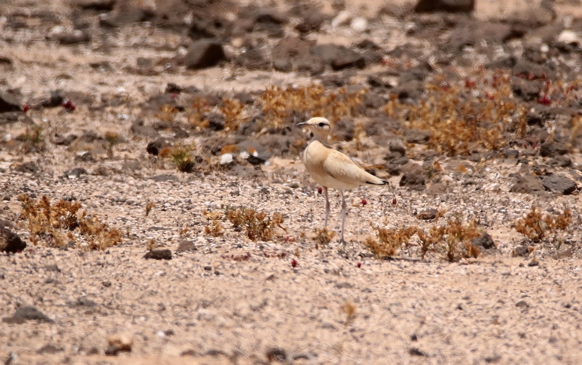 Cream-colored Courser - ML612158152