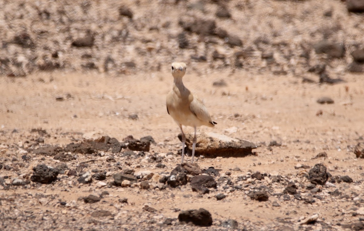 Cream-colored Courser - ML612158153