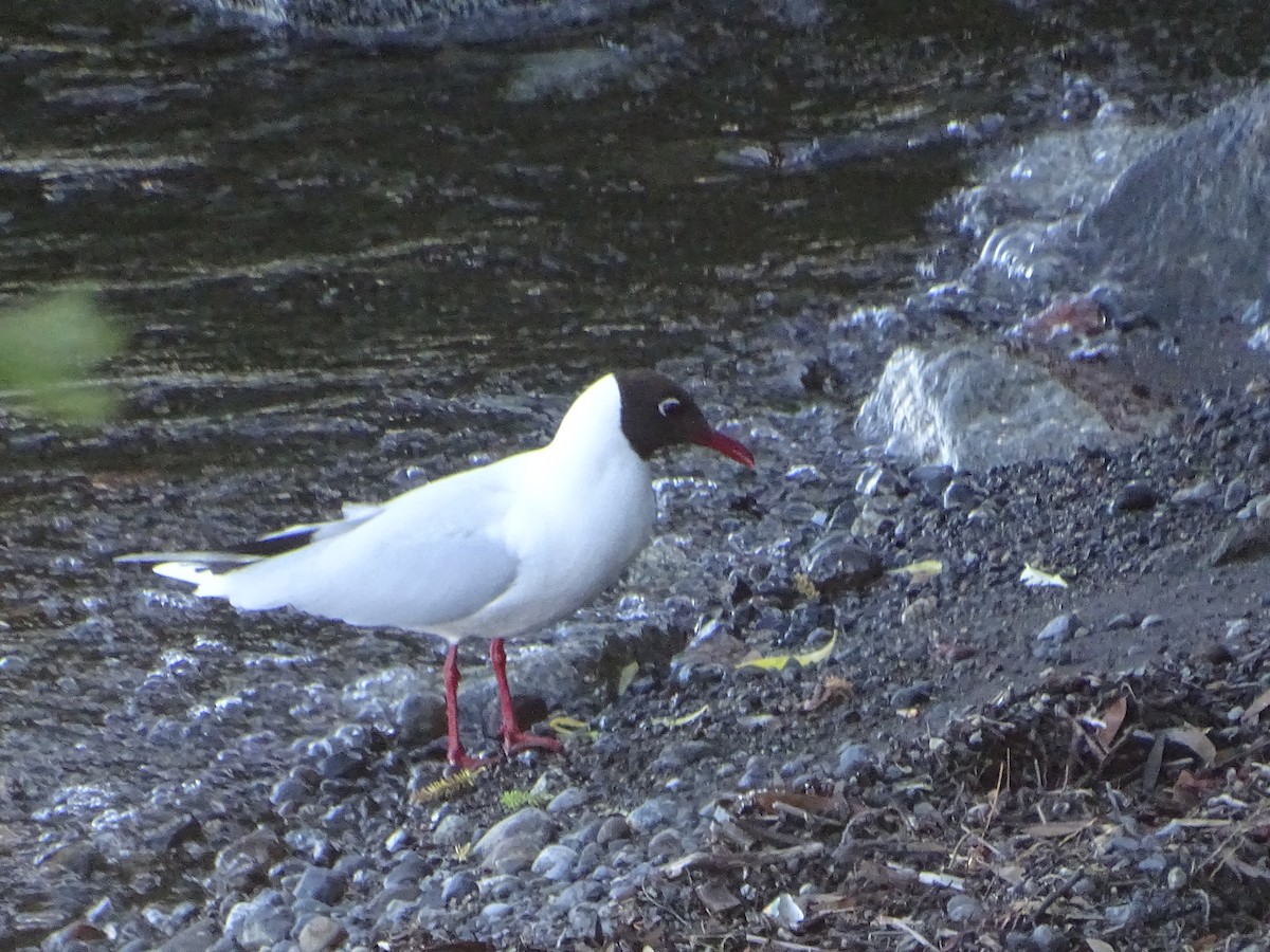 Brown-hooded Gull - ML612158193