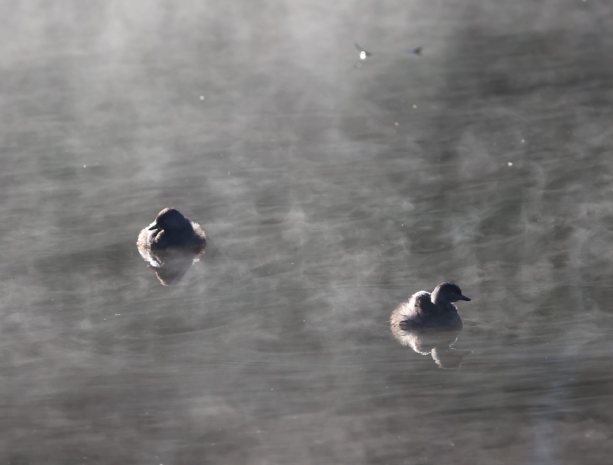 Least Grebe - ML612158200