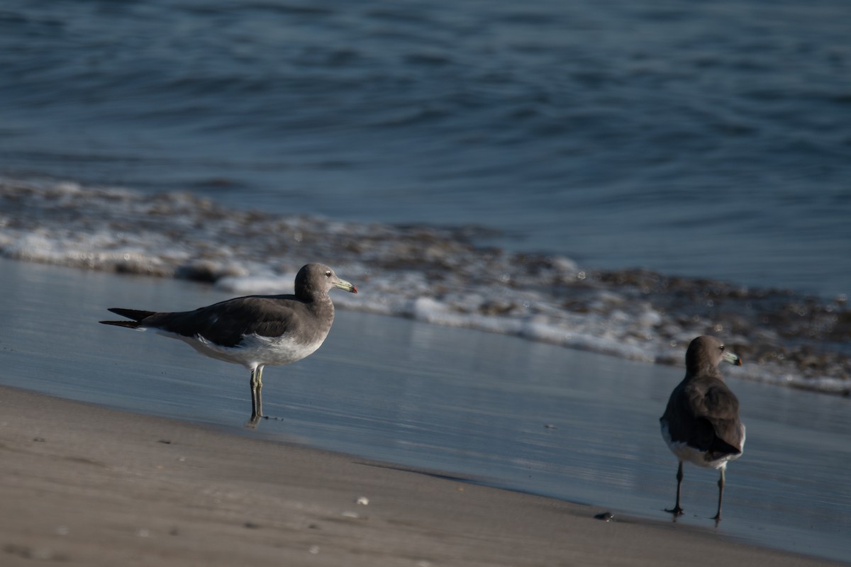 Sooty Gull - ML612158248