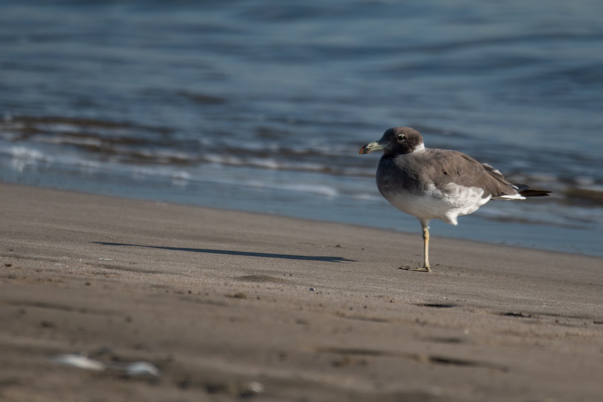 Sooty Gull - ML612158249