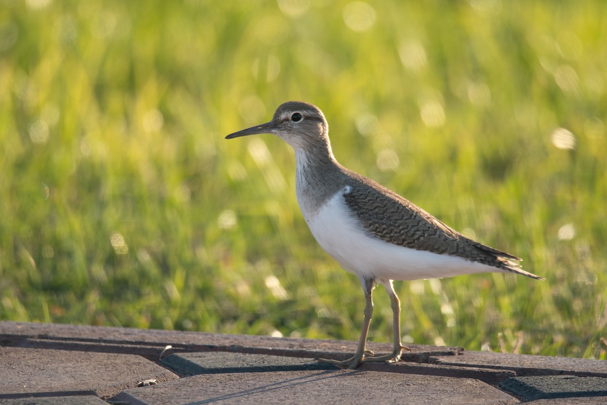 Common Sandpiper - Salma Al Suwaidi