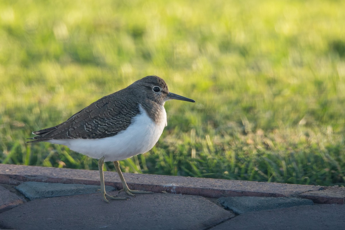 Common Sandpiper - ML612158255