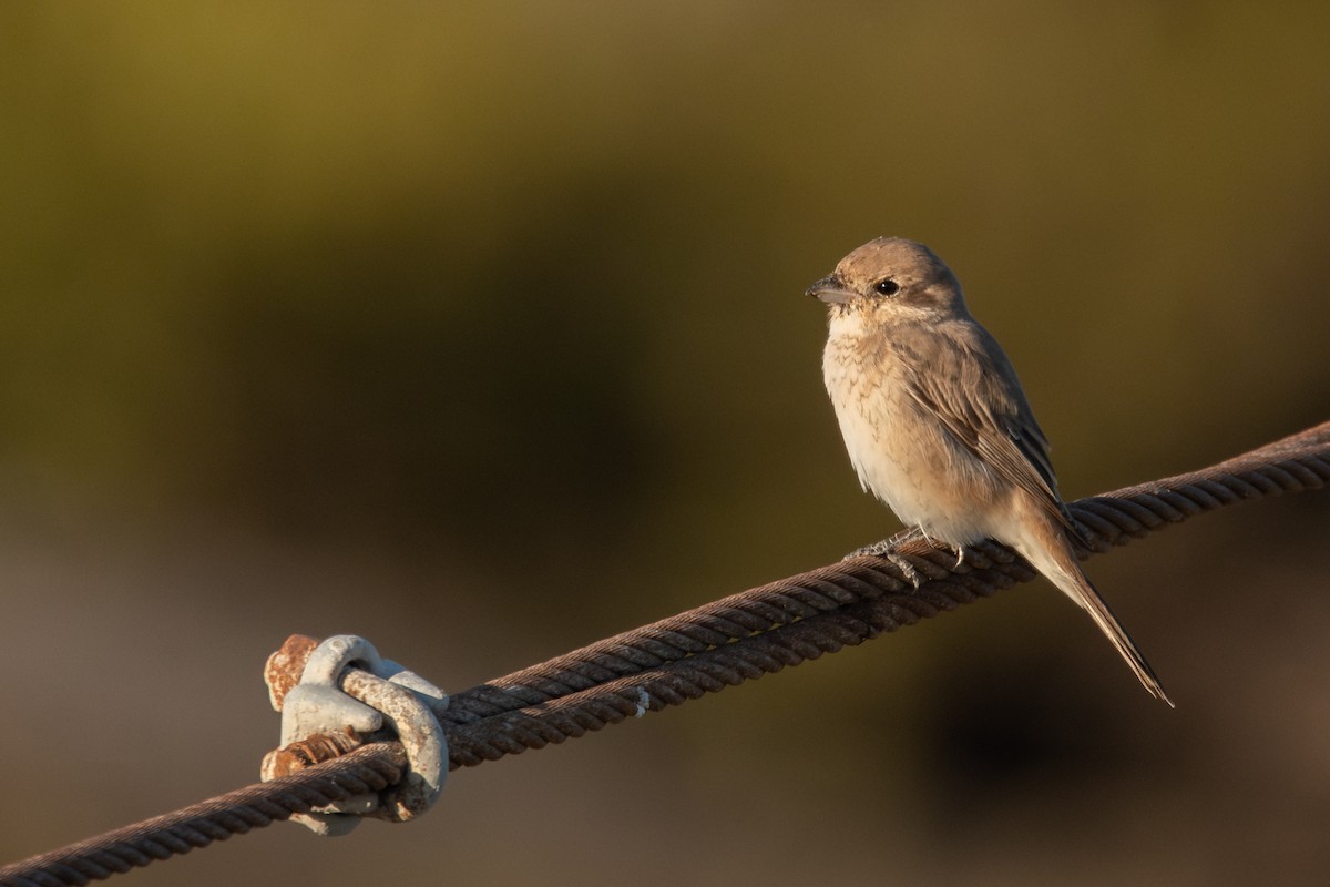 Isabelline Shrike - ML612158277