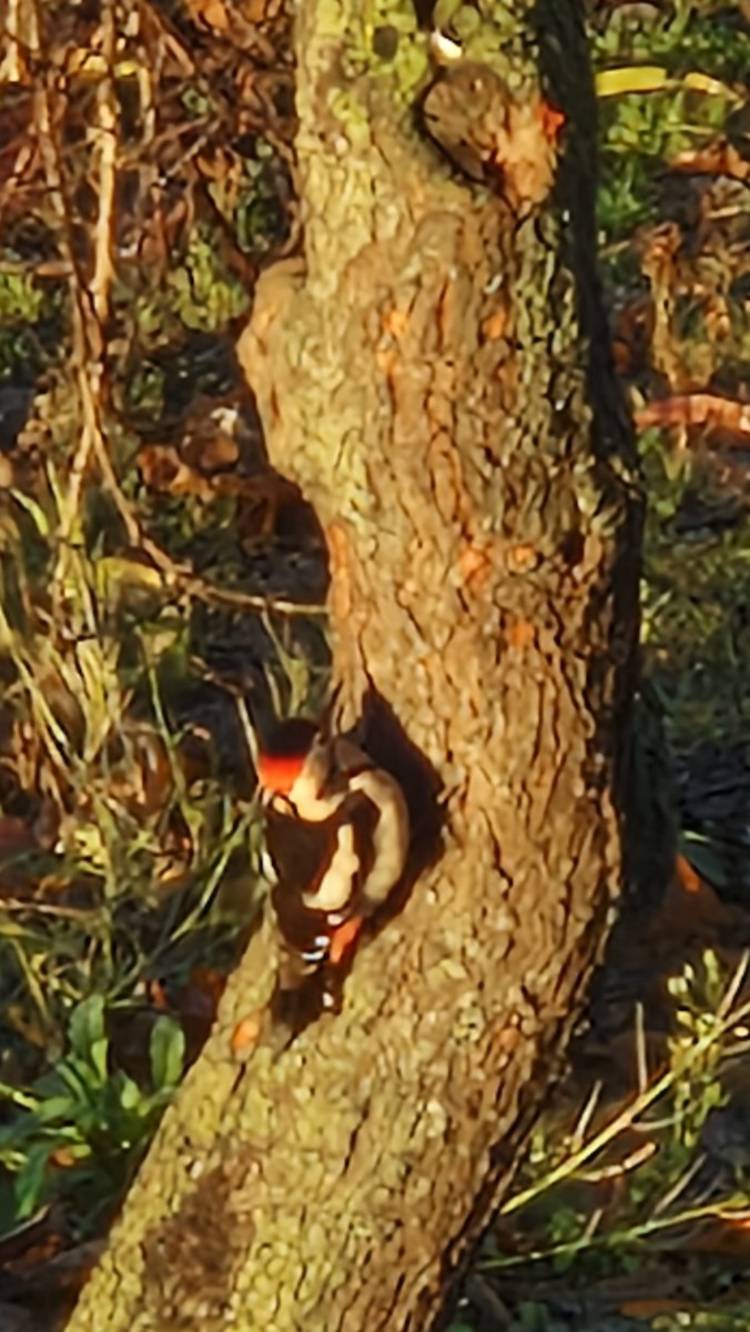 Syrian Woodpecker - ML612158286