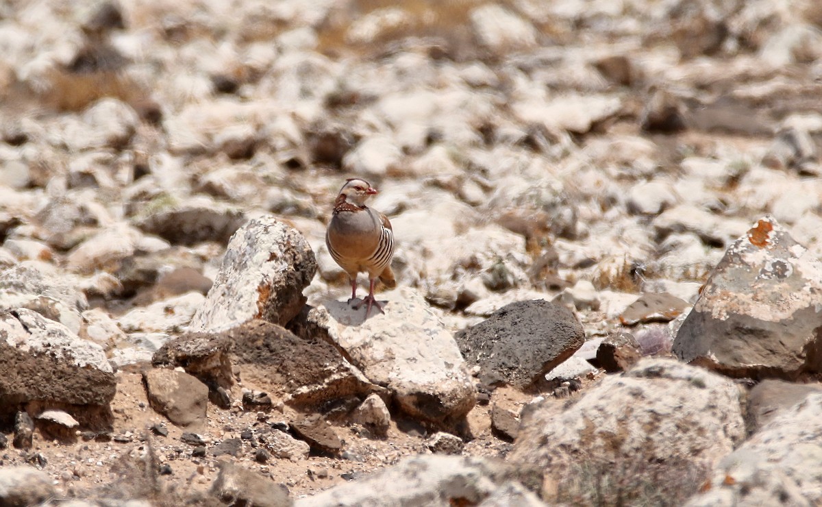 Barbary Partridge - Delfin Gonzalez