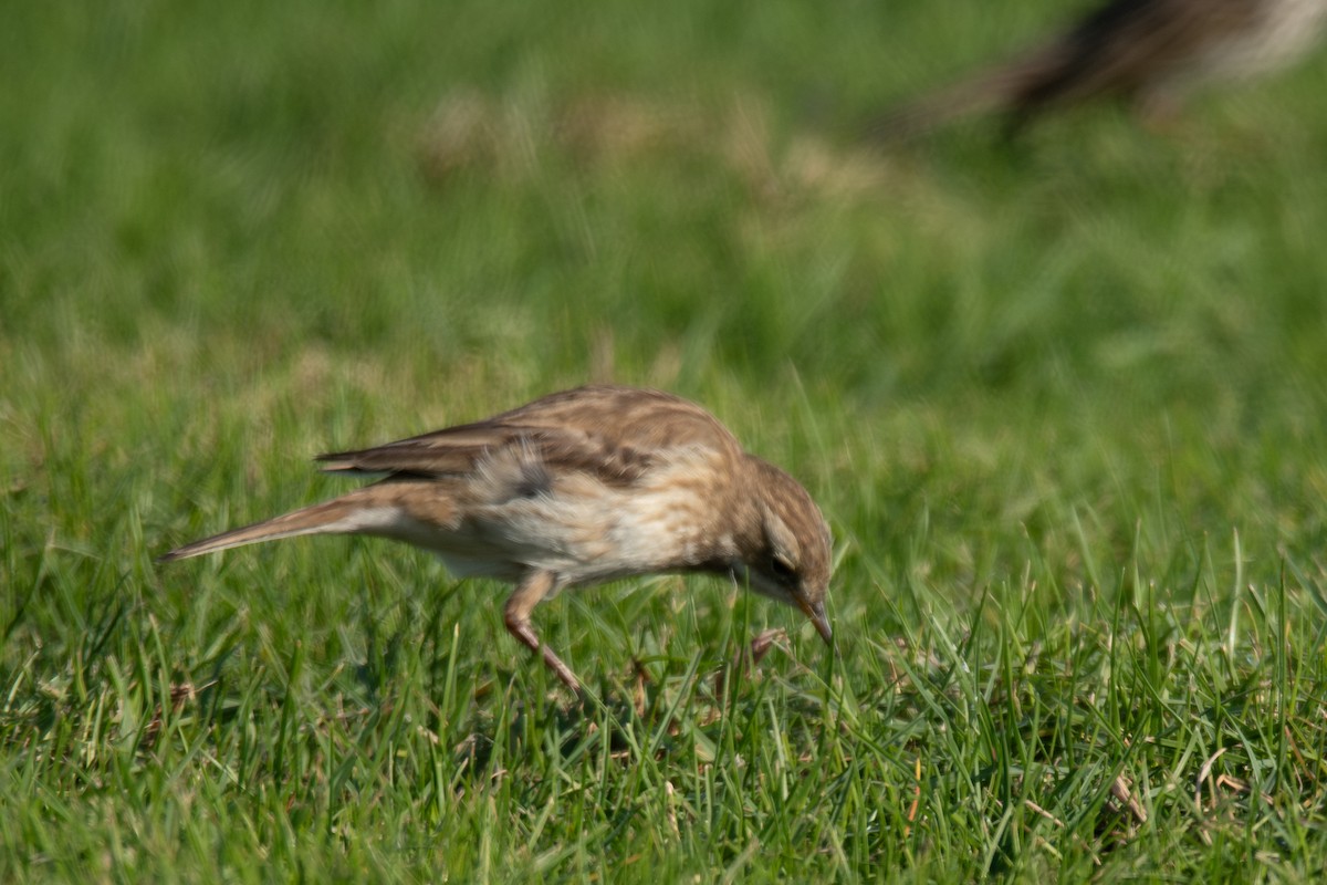 Water Pipit - ML612158313