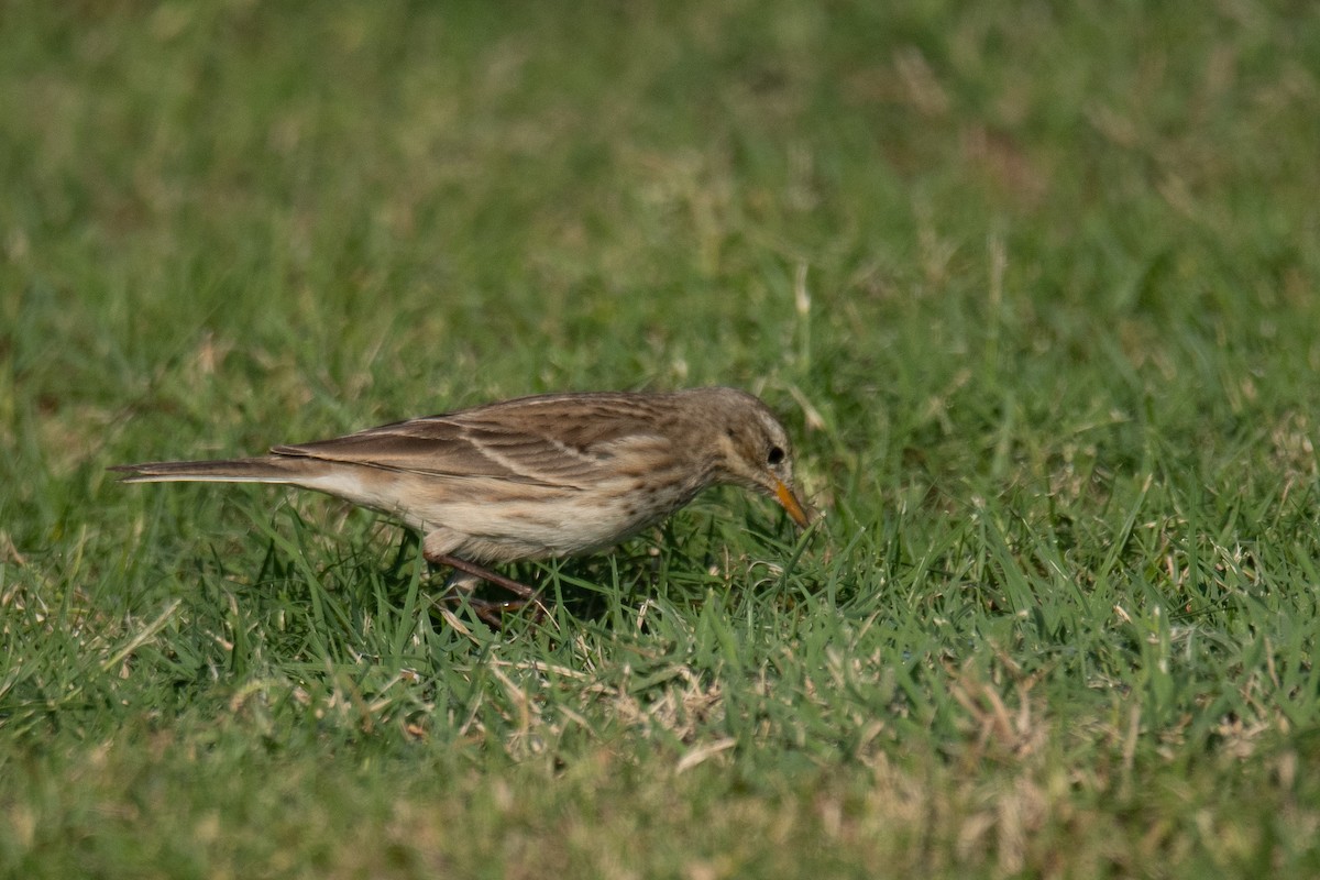 Water Pipit - ML612158314