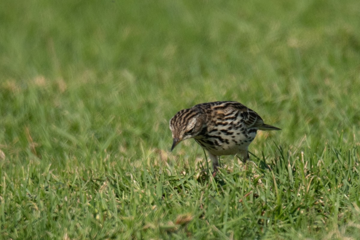 Red-throated Pipit - ML612158325