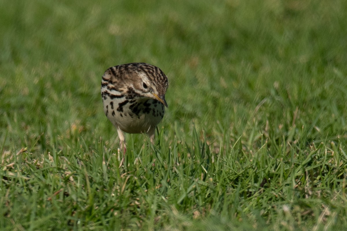 Red-throated Pipit - ML612158326